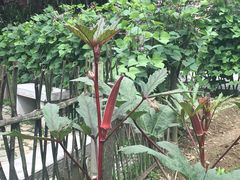 -贵阳市花溪国家城市湿地公园