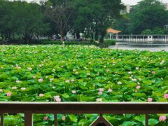 -荔湾湖公园