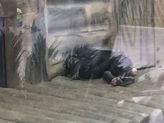 -灵玲国际马戏城
