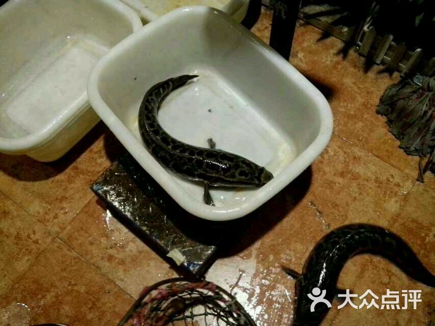 皇中百岁鱼-图片-洛阳美食-大众点评网