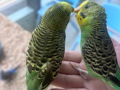 -怪兽屋·羊驼·猫咖·狗咖(俊华广场店)