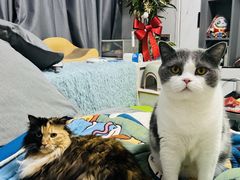 -BABIT巴比特宠物(MOMOPARK店)