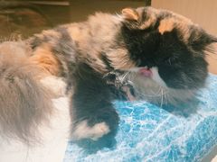 -瞄一喵猫咖(格力海岸店)