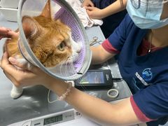 -宠物星动物医院·眼科·异宠·猫科(江南大道总院)