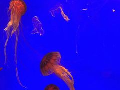 -上海海洋水族馆