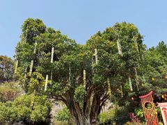 -金鸡山公园