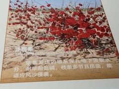 -恩格贝生态旅游区