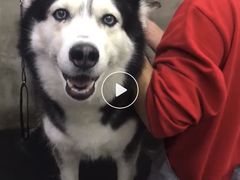 -PETKIT 小佩宠物·低压洗护·美容·寄养(安远店)