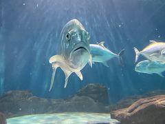 -上海海洋水族馆