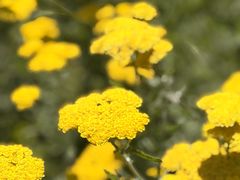 -墨尔本皇家植物园