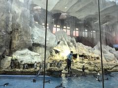 -帝企鹅自助餐厅•儿童岛•真企鹅(长隆企鹅酒店)