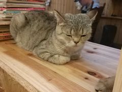 -猫色咖啡·猫咖