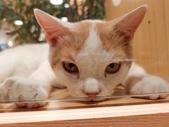 -屋虎猫馆(宝安大仟里店)