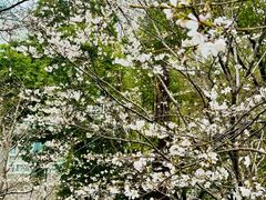 -西北湖绿化广场