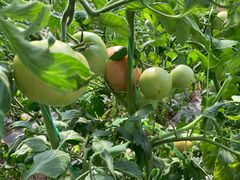 -万源龙顺度假庄园生态观光园