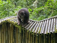 -西岭雪山大飞水景区