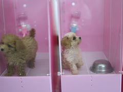 -翊宠yipet猫狗购宠庄园犬舍•猫舍