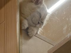 -马小毛老上海里脊肉(南翔印象城店)