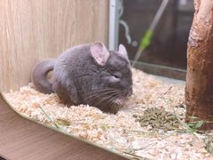 -藦茜花园宠物主题亲子互动体验馆(国顺东路店)