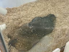 -怪兽屋·羊驼·猫咖·狗咖(俊华广场店)