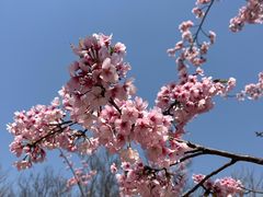 -顾村公园