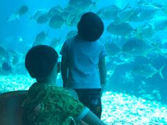 -海棠湾洲际-涛·海底餐厅·美人鱼·自助餐·海底隧道