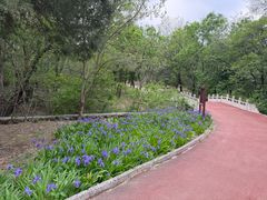 -云岗森林公园