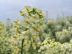 -中国天府农业博览园