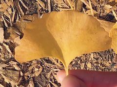 -隆盛园火勺馄饨面(兴工店)