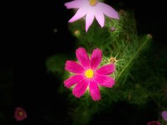 -西京湾花海