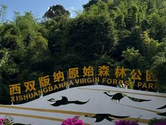 -西双版纳原始森林公园
