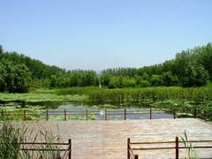 -合肥滨湖国家森林公园