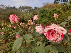 -人民公园(罗湖区)