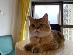 -猫在这儿猫咪咖啡馆·撸猫馆