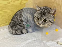 -中农大我爱我爱动物医院·核磁CT·猫病·24小时夜诊中心(石佛营店)