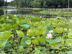 -映月湖公园