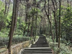 -铁山坪森林公园