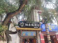 -古树酸奶(八廓南街店)