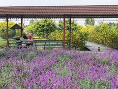 -广东花都香草世界旅游度假区