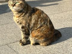 -龙华素斋(龙华路店)