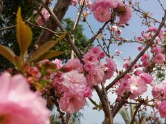 -天适樱花悠乐园