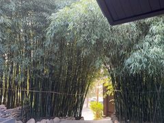 -清雅臻品·竹林院落·新派青岛菜(崂山店)