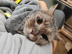 -PETKIT小佩宠物·低压洗护(国顺东路店)