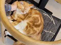 -平行世界·猫咖(首经贸店)