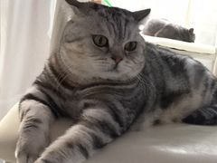 -喵的天空名猫咖啡馆·撸猫·猫舍·用品