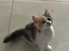 -贝康宠物医院·犬猫全科·小动物特色诊疗中心(东环路店)