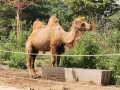 -济南野生动物世界