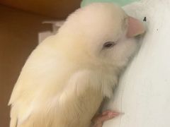 -立德异宠动物医院.兔鸟爬.内窥镜(天河店)