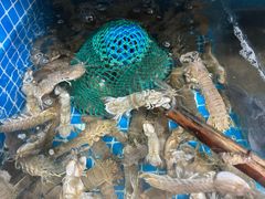 -宾朋海鲜特色美食餐厅·纯手工鲅鱼水饺(兴海路店)