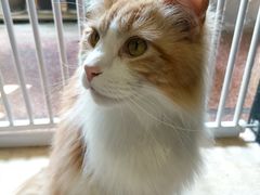 -猫色咖啡·猫咖